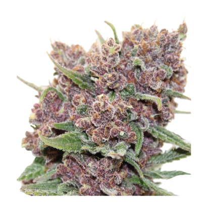 Purple Dank cannabis strain dense buds with purple hues