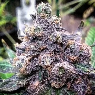 Granddaddy Purple